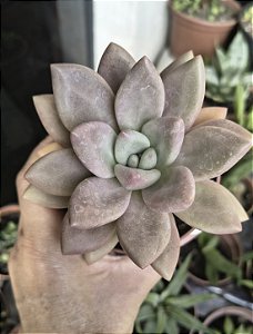 E. ROSE CROWN POTE 9