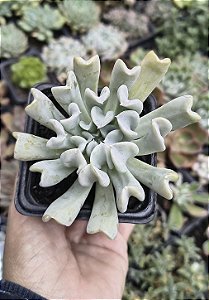 E. TOPSY TURVY POTE 9