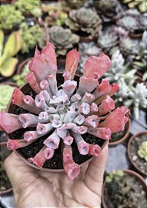 E. PINK TRUMPET POTE 9