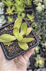 CRASSULA CAMPFIRE POTE 7