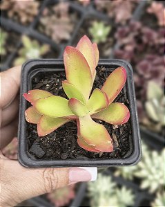 CRASSULA CAMPFIRE POTE 7