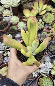 KALANCHOE ORICULA POTE 9