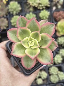 AEONIUM KIWI POTE 7