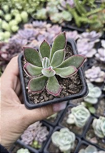 PULVINATA RUBI POTE 7