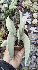 CRASSULA. FALCATA PERFOLIATA POTE 9