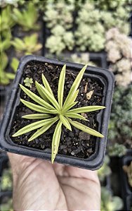 PEPEROMIA FERREYRAE POTE 7