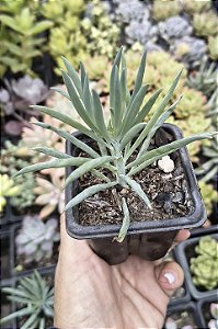 SENECIO AZUL POTE 7