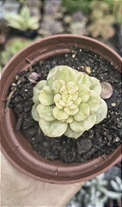 SEDUM ROLLY VARIEGATA POTE 9