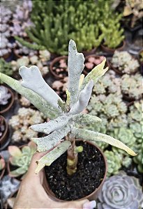 COTYLEDON ORBICULATA ELK HORNS ( CHIFRE DE ALCE) POTE 9