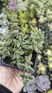 DELOSPERMA ECHINATUM POTE 7