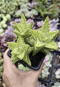 ALOE JUVENA POTE 7