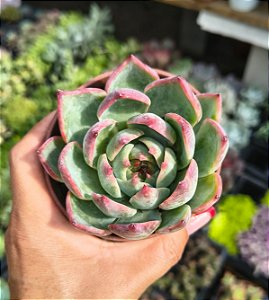 E. CASSIO VARIEGATA POTE 9
