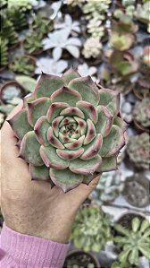 E.FIRE PILLAR POTE 9