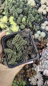 TRADESCANTIA NAVICULARIS POTE 7