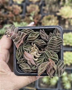 TRADESCANTIA NAVICULARIS POTE 7