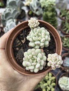 E. CUTE BEAN POTE 9