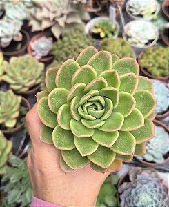 E. NANACAN POTE 9