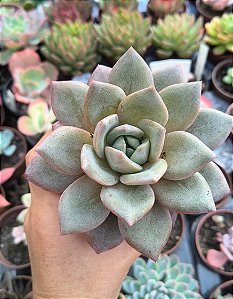 E.GERMAN CHAMPAGNE POTE 9