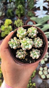 E. AMOENA MICROCALIX POTE 9