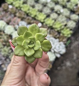 SEDEVERIA LETIZIA PLUG