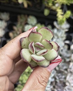 E. MEXICAN POLDENSIS PLUG