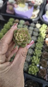 SEDUM ROLLY PLUG