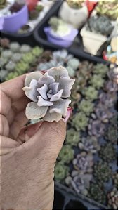 E.CRISPAT BEAUTY PLUG