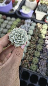 E. Derenbergii plug