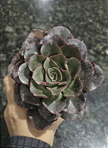 E. MORANI POTE 9
