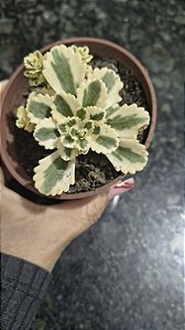 SEDUM ATLANTIS VARIEGATA POTE 9