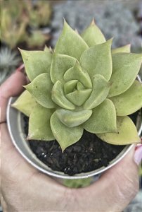 E.AKSU POTE 9