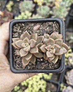 SEDUM BRONZE POTE 7
