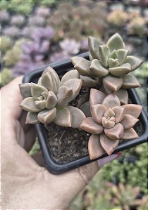 SEDUM BRONZE POTE 7