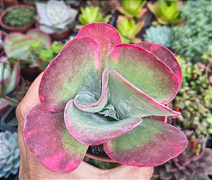 KALANCHOE FANTASTIC POTE 9