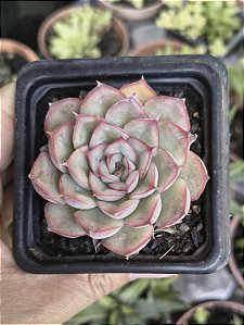 E. HÉRCULES POTE 7