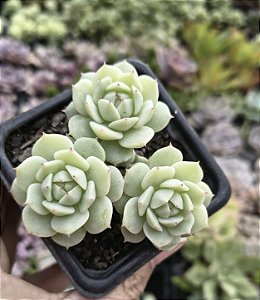 E. DERENBERGII POTE 7