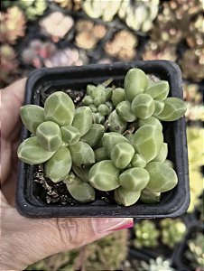 PACHYPHYTUM DIAMANTE POTE 7