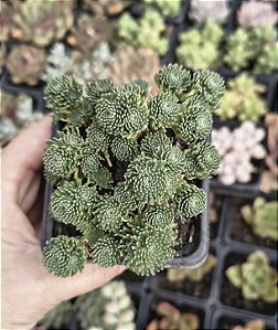 SEDUM MULTICEPS POTE 7