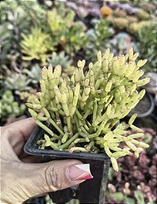 RIPSALIS CEREUSCULAPT POTE 7