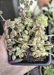 PLECTRANTUS PROSTATUS POTE 7