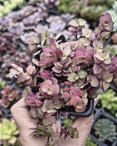 TRADESCANTIA CALLISIA REPENS ( DINHEIRO EM PENCA) POTE 7