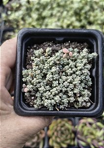 DASYPHYLLUM MINORE POTE 7