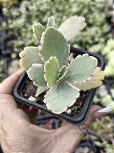 KALANCHOE FEDTSCHENKOI POTE 7