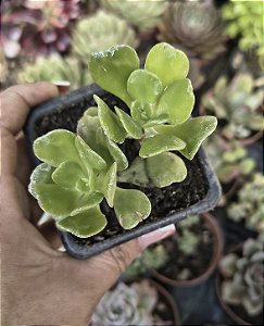 CRASSULA DENDROIDEUM POTE 7