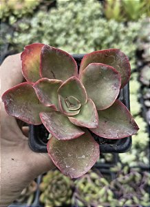 E. KAKUREI POTE 7