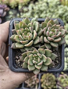 E. MEBINA POTE 7