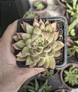E. MEBINA POTE 7