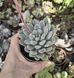 P. CLAVIFOLIA POTE 9