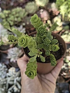 SEDUM ATLANTIS PARAFUSO POTE 9