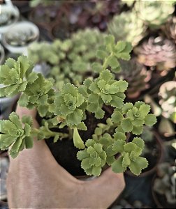SEDUM ATLANTIS POTE 9